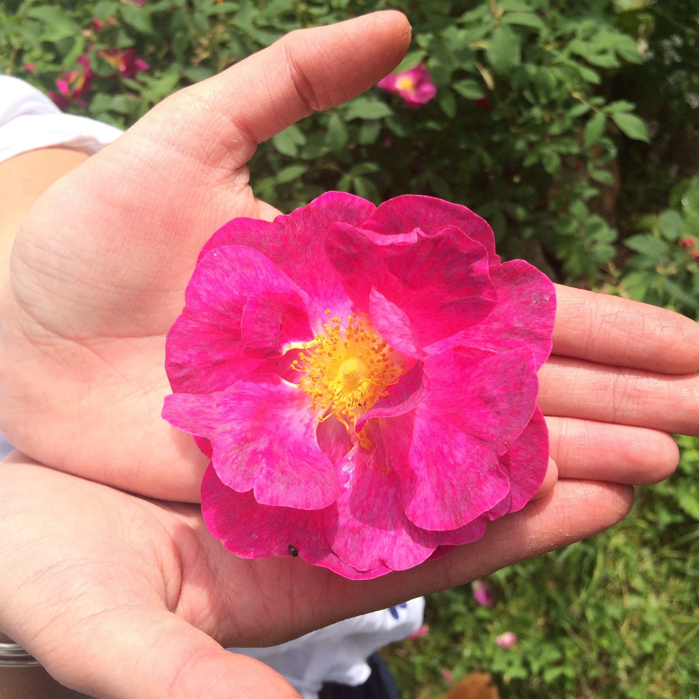Une rose du jardin des Douces Angevines Une rose du jardin des Douces Angevines